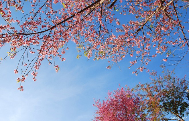 Trees in full bloom in Da Lat City - ảnh 6